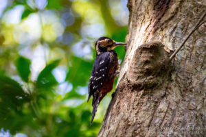 オーストンオオアカゲラ